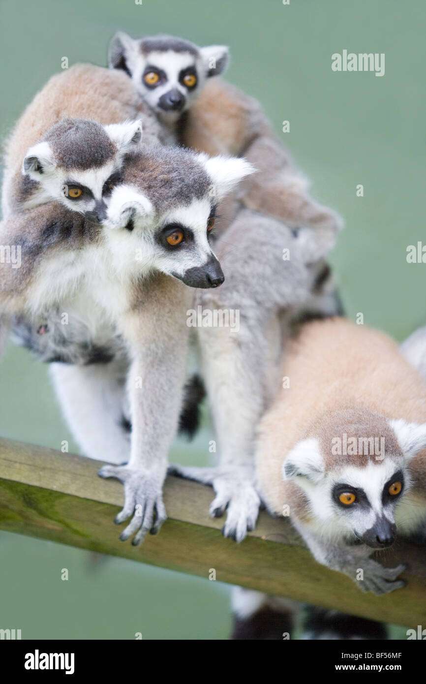 Ring-tailed Lemurs (Lemur catta). Mother carrying twins and extended family youngster, front right. Native to Madagascar. Stock Photo