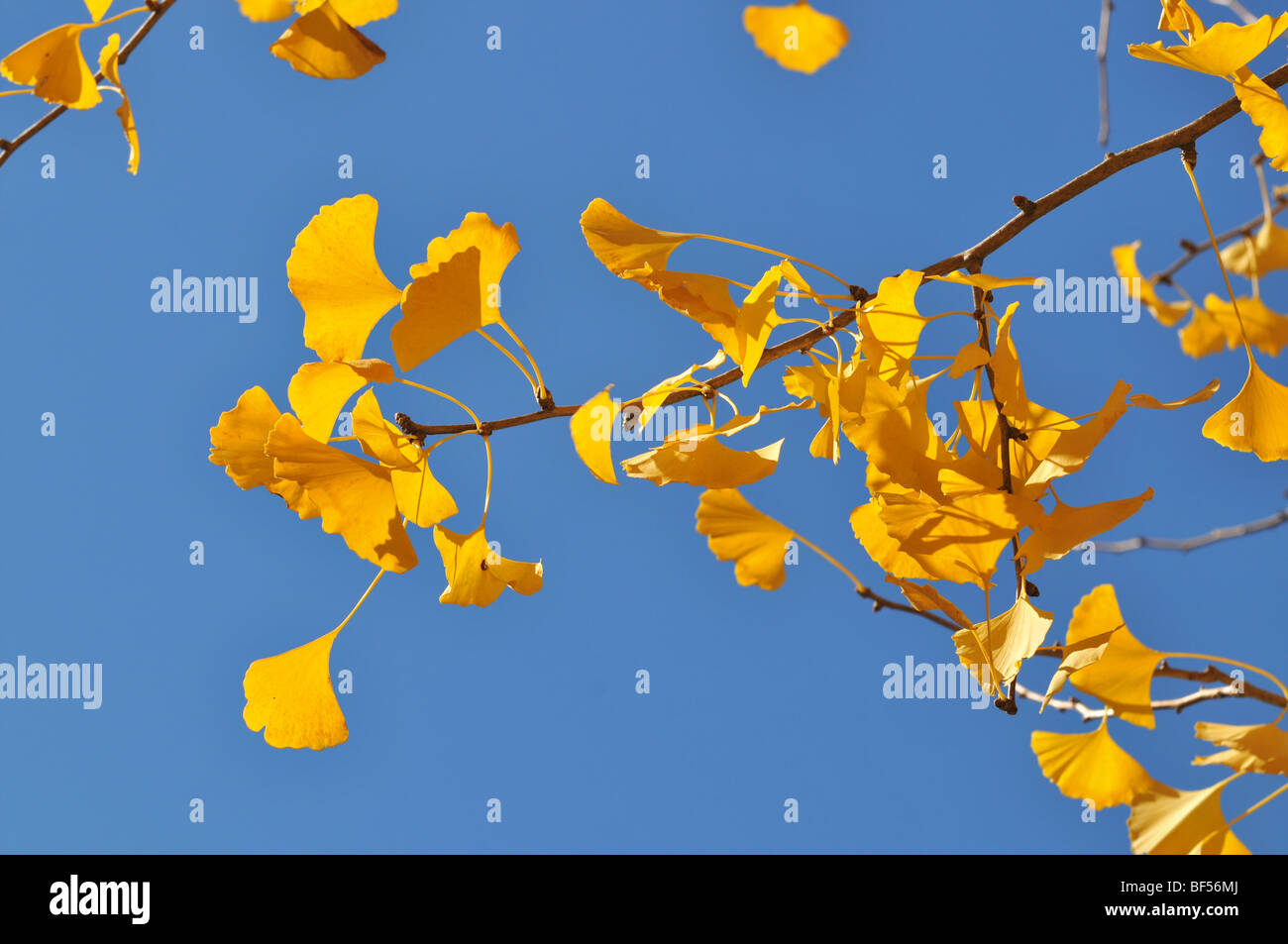 Ginkgo tree leaves in the fall over blue sky Stock Photo