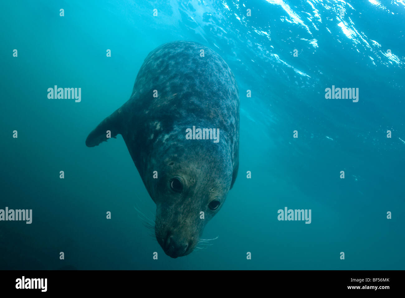 Grey Seal Halichoerus grypus underwater Stock Photo