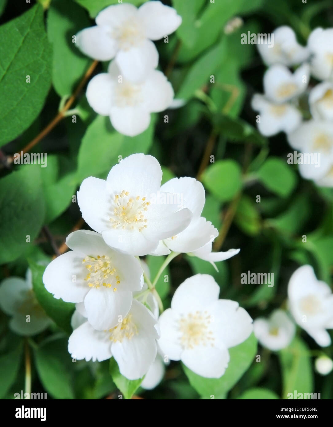 Jusmine shrub in blossom. In summer time. Stock Photo