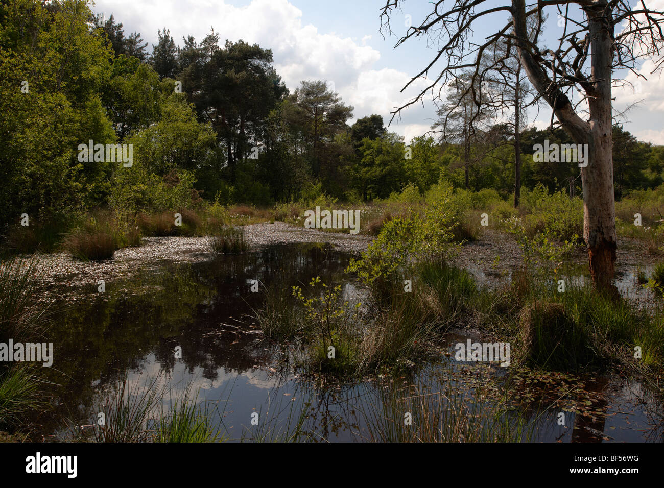 Wildmoor Heath High Resolution Stock Photography And Images Alamy