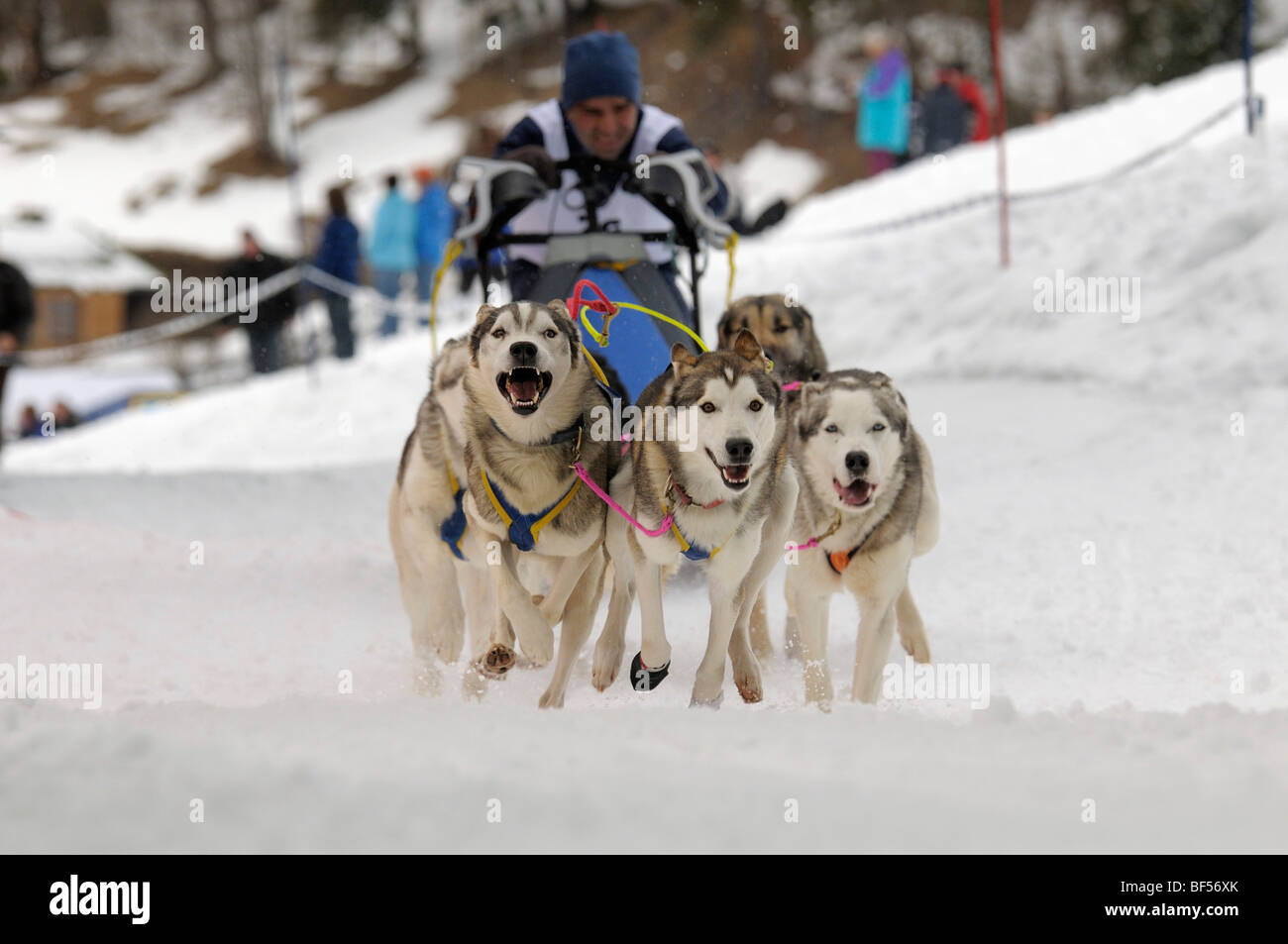 Husky dogs and musher, international dog sled race, La Grande Odyssee  Savoie Mont Blanc, Haute-Savoie, France, Europe Stock Photo - Alamy