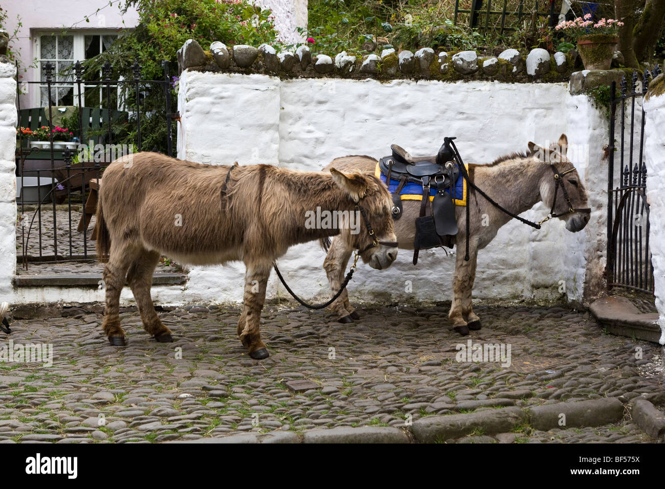 Donkeys Clovelly Devon UK Stock Photo