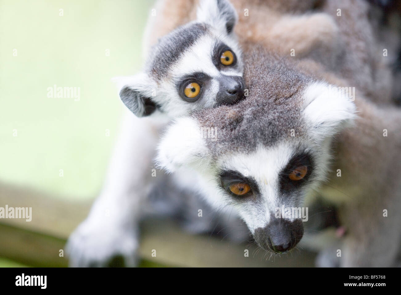 Ring-tailed Lemurs (Lemur catta). Mother carrying baby. Native to Madagacar. Stock Photo
