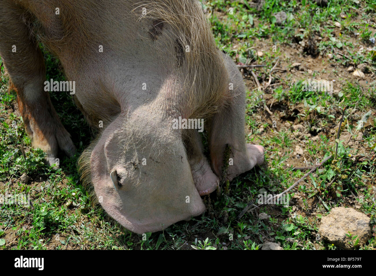 free range pigs :  a close up of pig's face  in an outdoor breeding site in a brittany bio farm Stock Photo