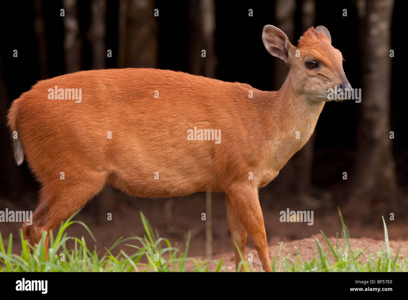 Red Forest Duiker (Cephalophus Natalensis) on the edge of a mangrove swamp. Stock Photo