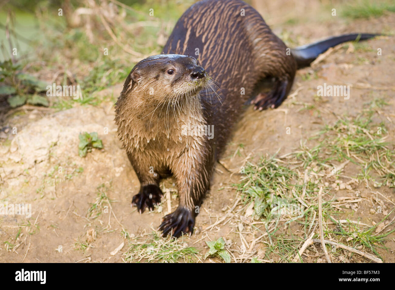 American River Otter (Lontra  canadensis). Stock Photo