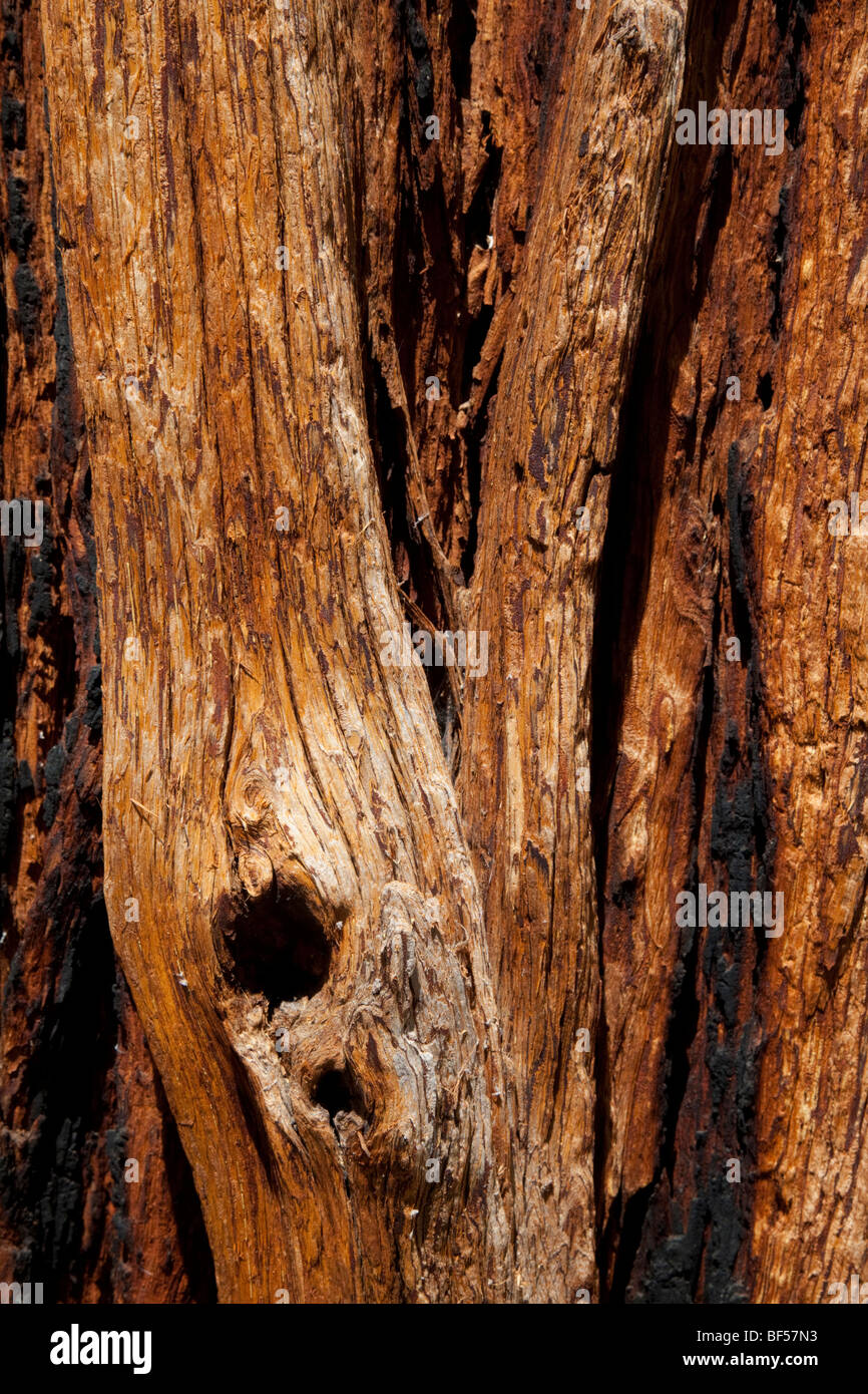 Cedar trunk showing charring from a previous fire.  Cedar bark is thick and soft, designed to insulate and protect the tree from forest fires. Stock Photo