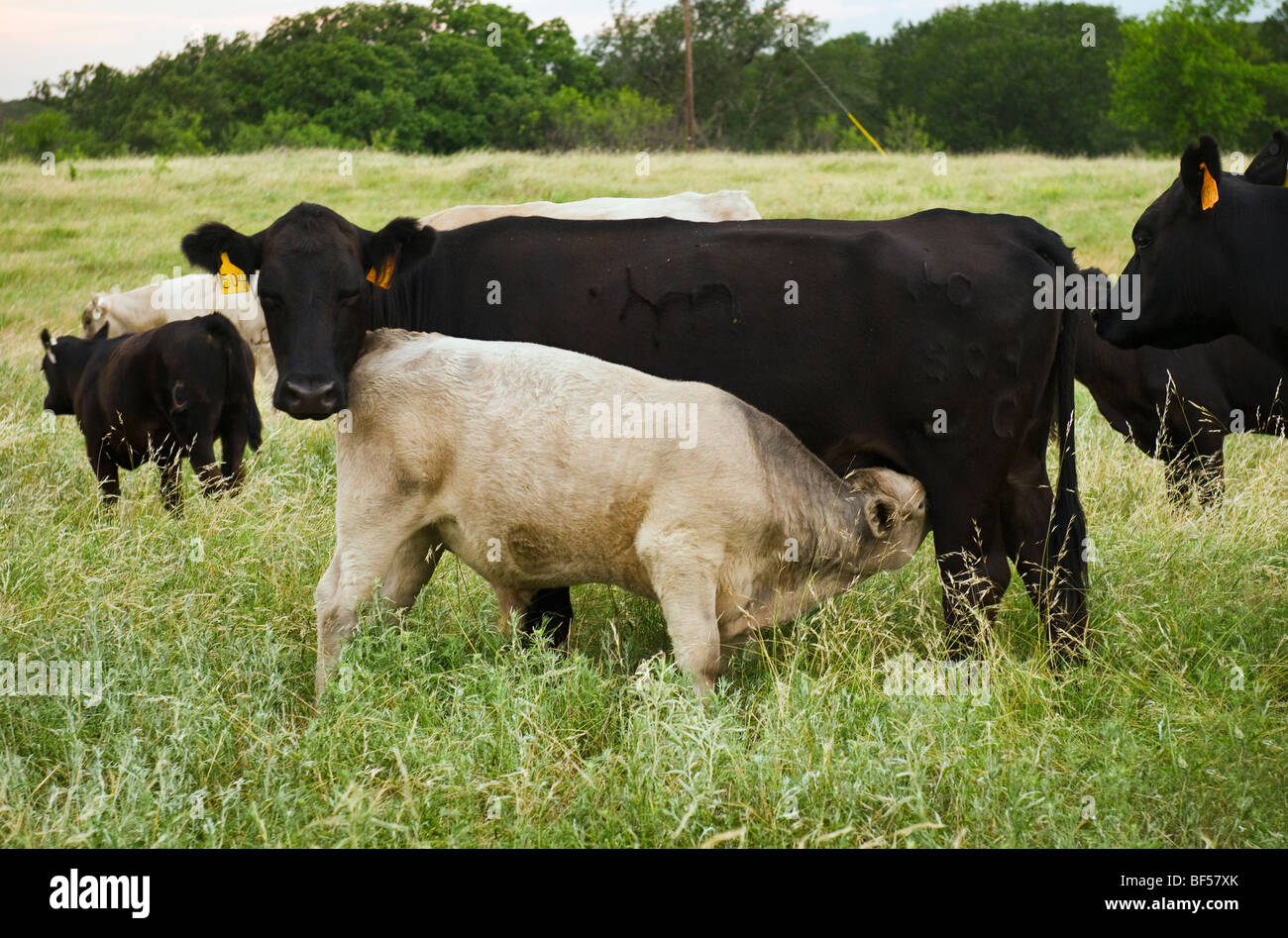 Black Charolais Cattle