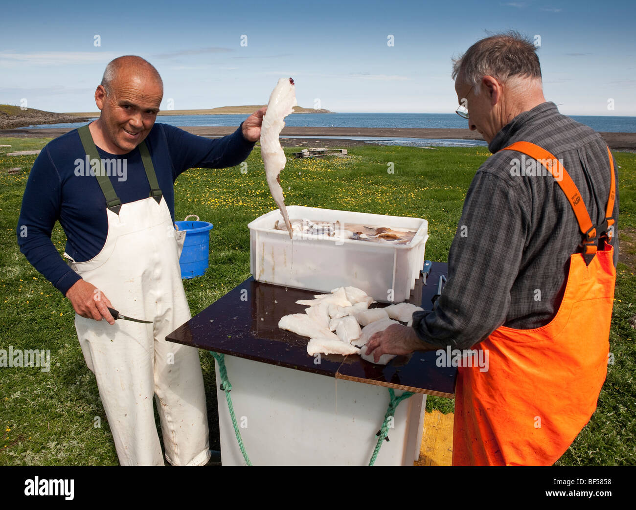Fisherman cleaning fresh catch of cod, Melrakkasletta, Iceland Stock Photo
