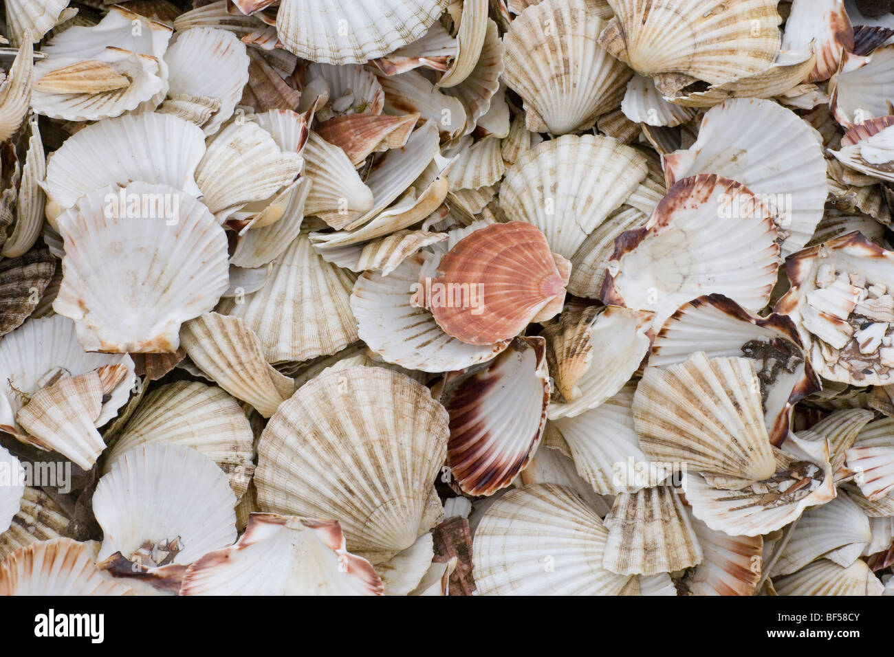 Scallop Shells ( Pecten sp.) Empty shells from harvested bivalves. Islay. NW Scotland. Stock Photo