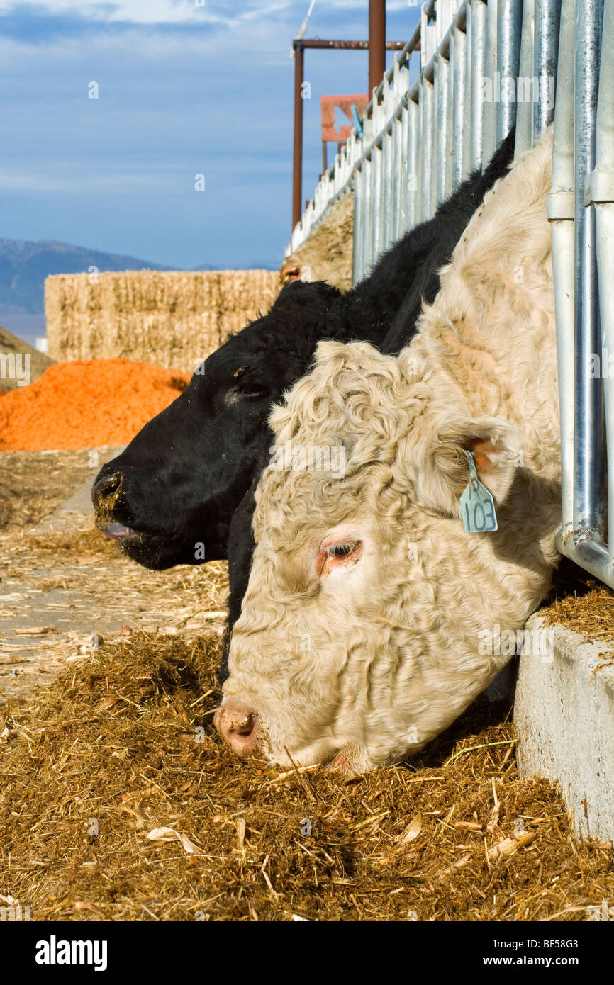 Beef cattle feed on corn stover, the stalks, leaves, cobs and husks of