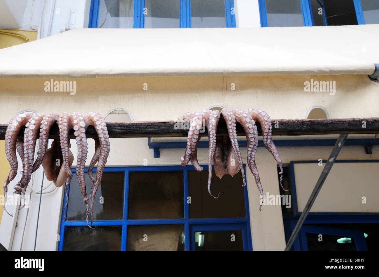 Octopus drying in the sun outside a taverna  Marmari Evia Greece Stock Photo