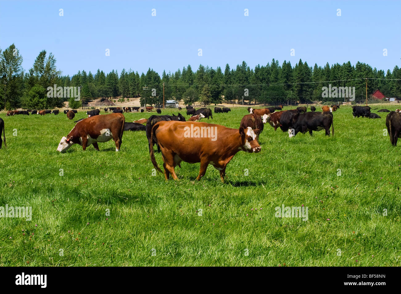 Hereford, Black Angus and Black Baldie beef cattle graze on a green pasture on an organic cattle ranch / McArthur, California. Stock Photo