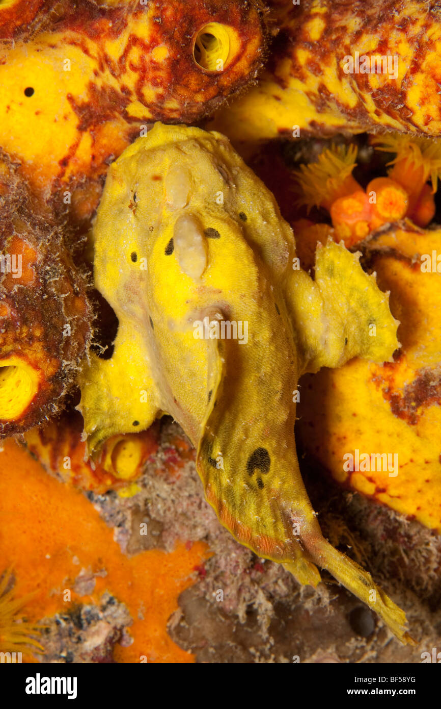 Longlure Frogfish (Antennarius multiocellatus) hiding in sponges as seen on night dive Stock Photo