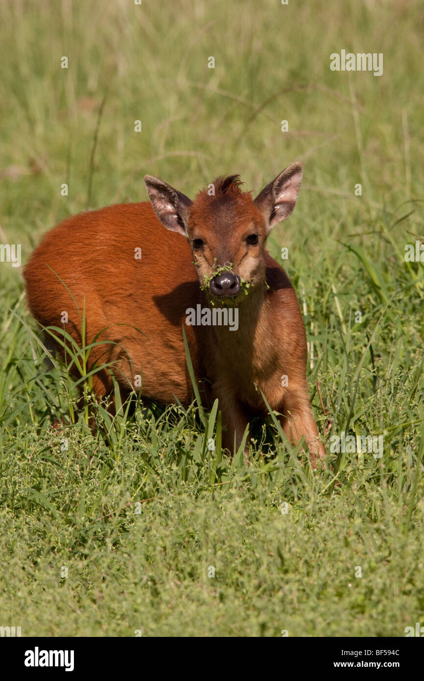 Red Forest Duiker (Cephalophus Natalensis) on the edge of a mangrove swamp. Stock Photo