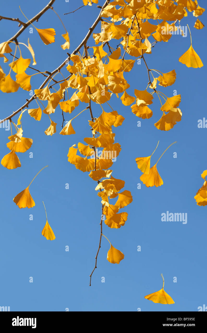 Leaves falling from ginkgo tree in the fall over blue sky Stock Photo