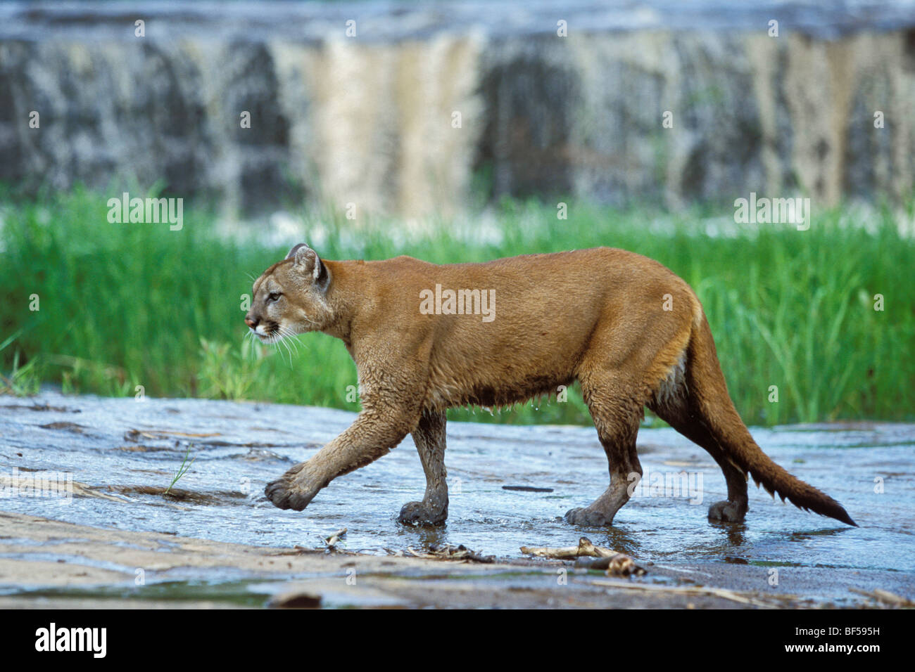 Had Bliver til Infrarød Cougar, Mountain Lion (Puma concolor) at waterfall, Rocky Mountains,  Colorado, North America Stock Photo - Alamy