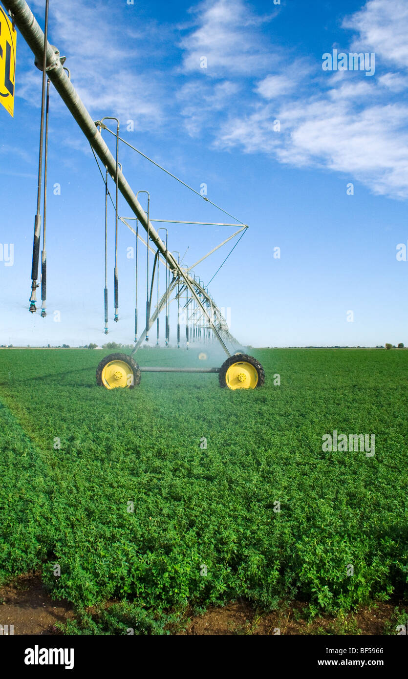Agriculture - Linear irrigation of a healthy alfalfa field / Northern California, USA. Stock Photo