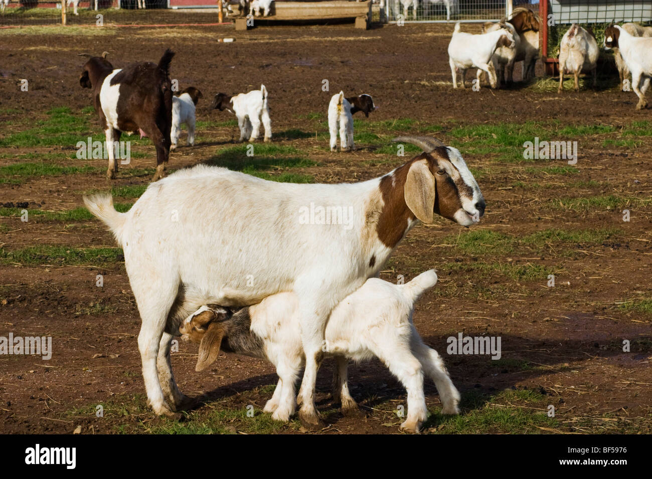 Livestock - A kid goat nurses from it’s mother on a goat farm / near Corning, California, USA. Stock Photo