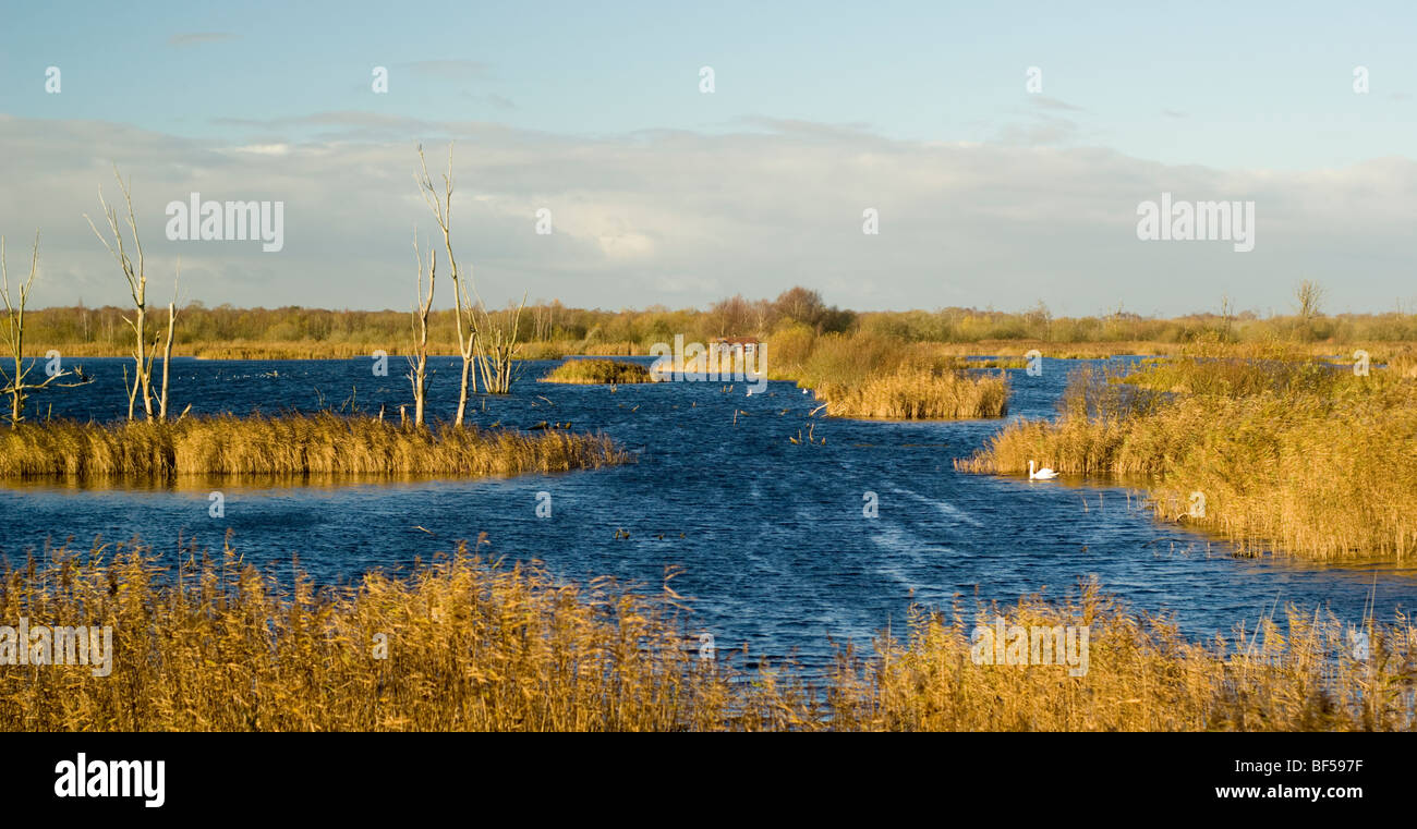 Phragmites reedbeds, and lagoon and dead trees, at Shapwick Heath nature reserve, on the Somerset Levels, or Sedgemoor Stock Photo