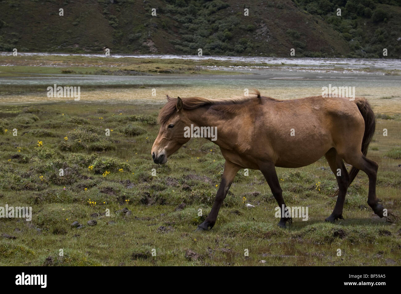 A horse walking through a field by a river and moraine near Kyanjin Gompa in the Langtang Valley, Nepal. Stock Photo