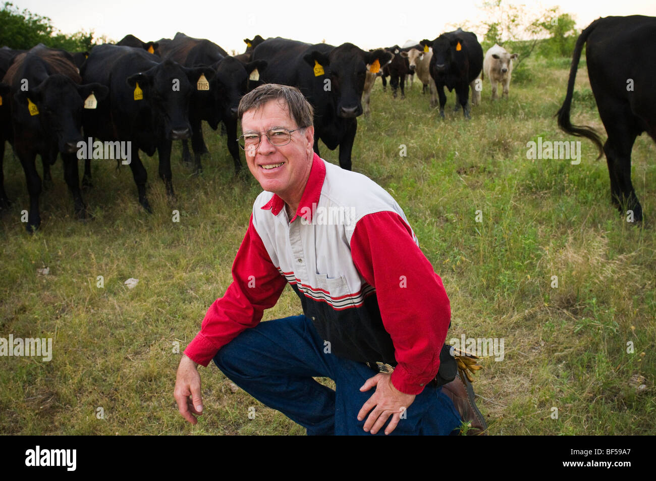 Mike Campsey, a beef producer and rancher poses on a pasture with mostly Angus cattle from his herd / Jacksboro, Texas, USA. Stock Photo