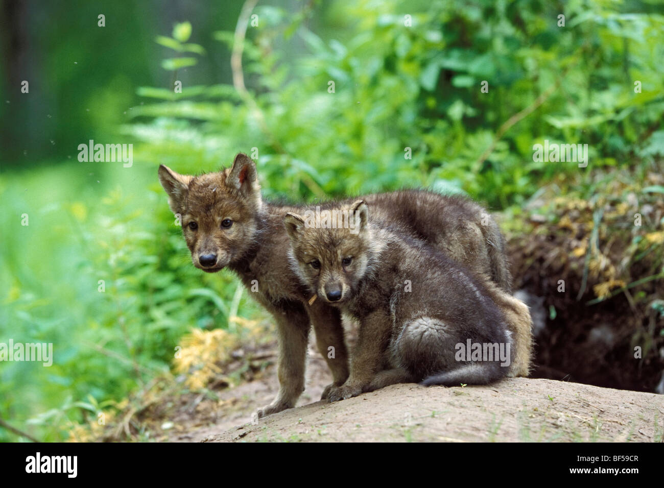 Wolf (Canis lupus) pups at den, North America Stock Photo