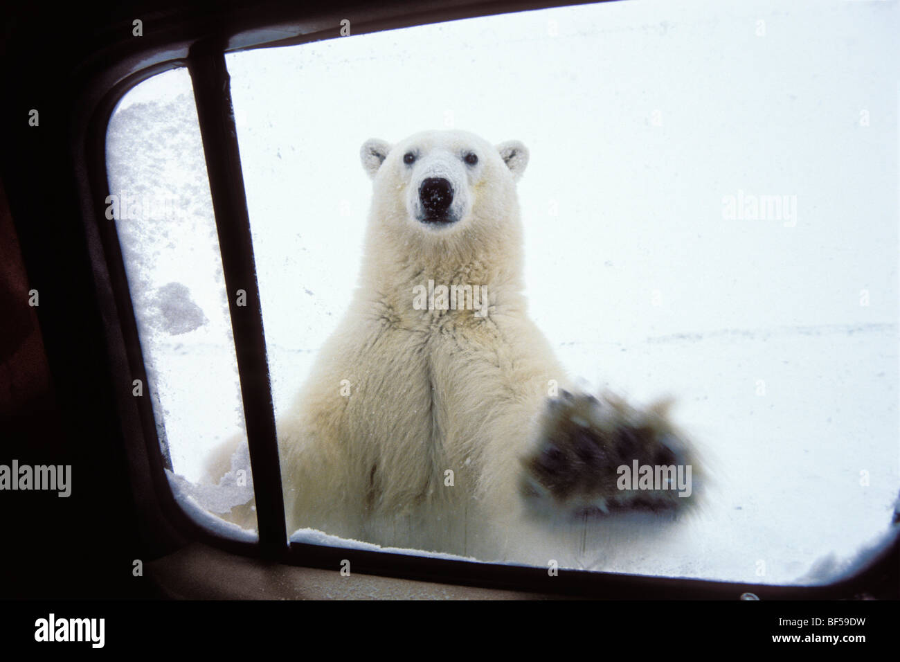 Polarbear (Ursus maritimus) at car window, Churchill, Canada Stock Photo