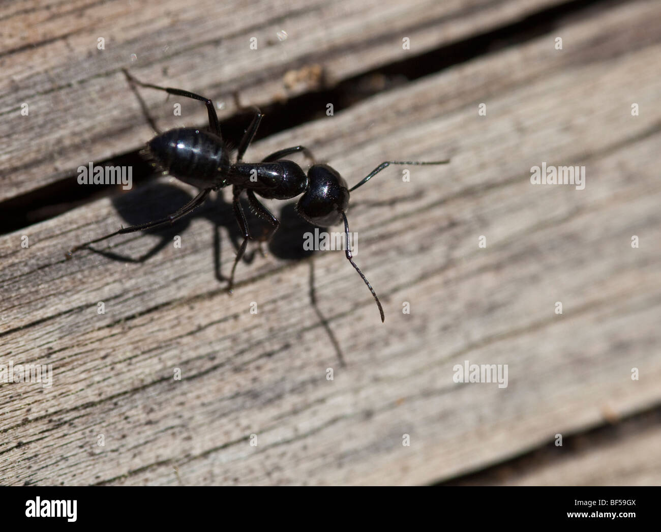 Sierra nevada insects hires stock photography and images Alamy
