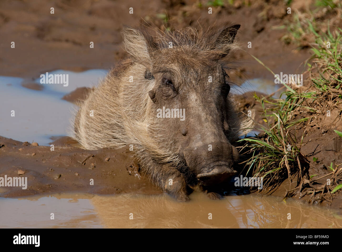 Warthog (Phacochoerus Africanus). Enjoying a mid-afternoon mudbath. Hluhluwe-Imfolozi Game Reserve, South Africa. Stock Photo