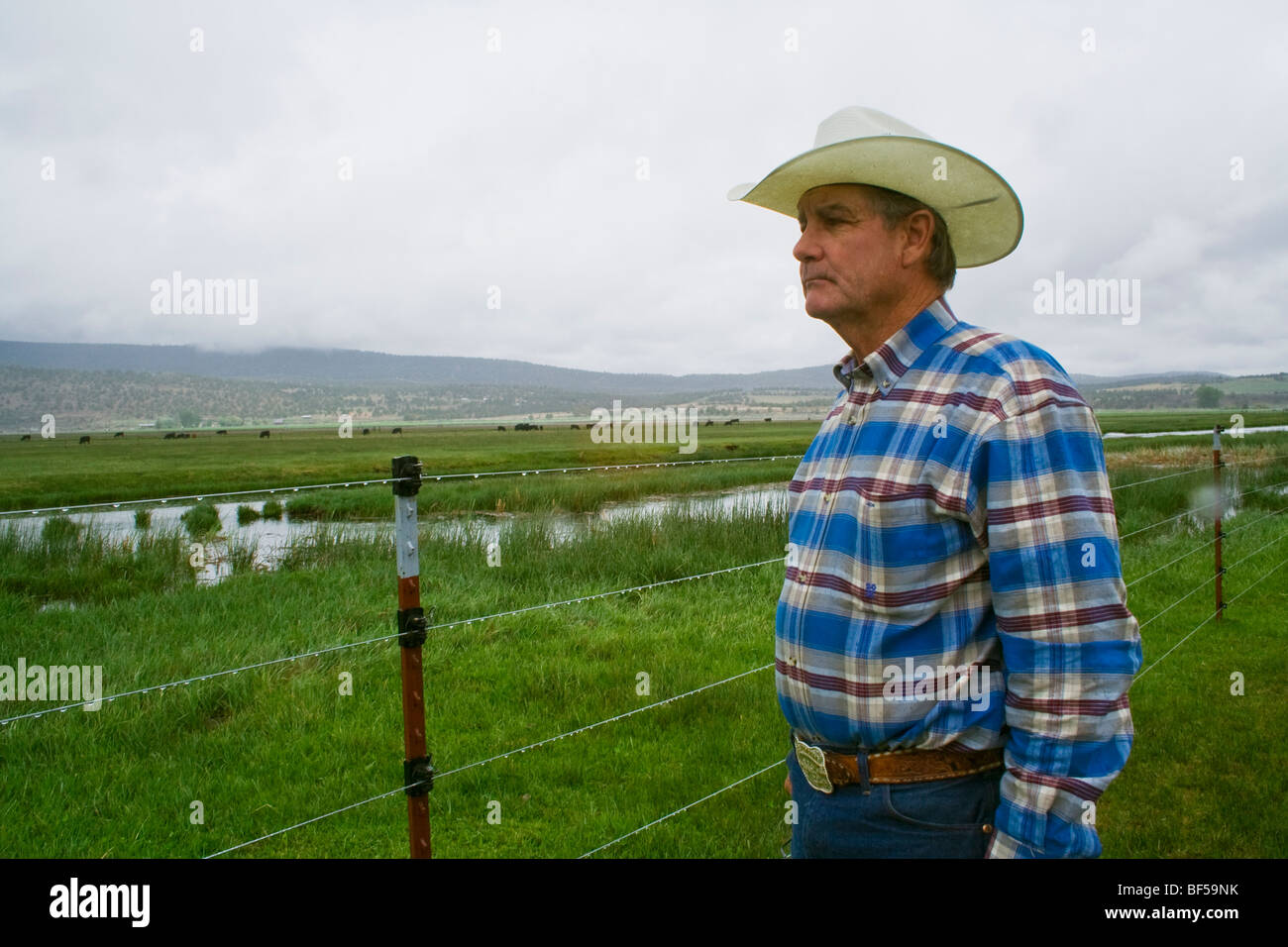 Livestock A cattle rancher / beef producer surveys one of his