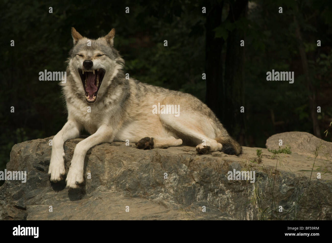 great plains  wolf yawning while resting on rock in sun Stock Photo