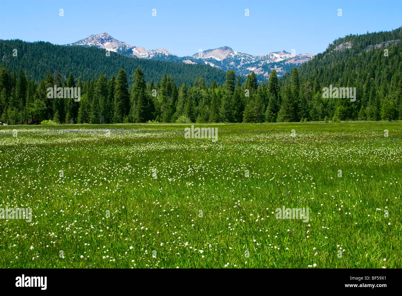 Agriculture - A healthy green mountain pasture near Mt. Lassen / Northern California, USA. Stock Photo