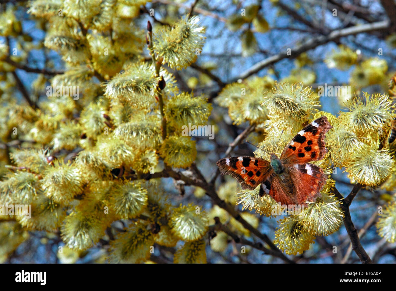 Butterfly on the branch of blooming willow tree. Siberia, Russian Federation Stock Photo