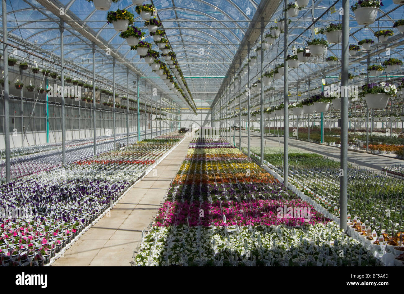 Agriculture Potted flowers on the floor and hanging baskets suspended