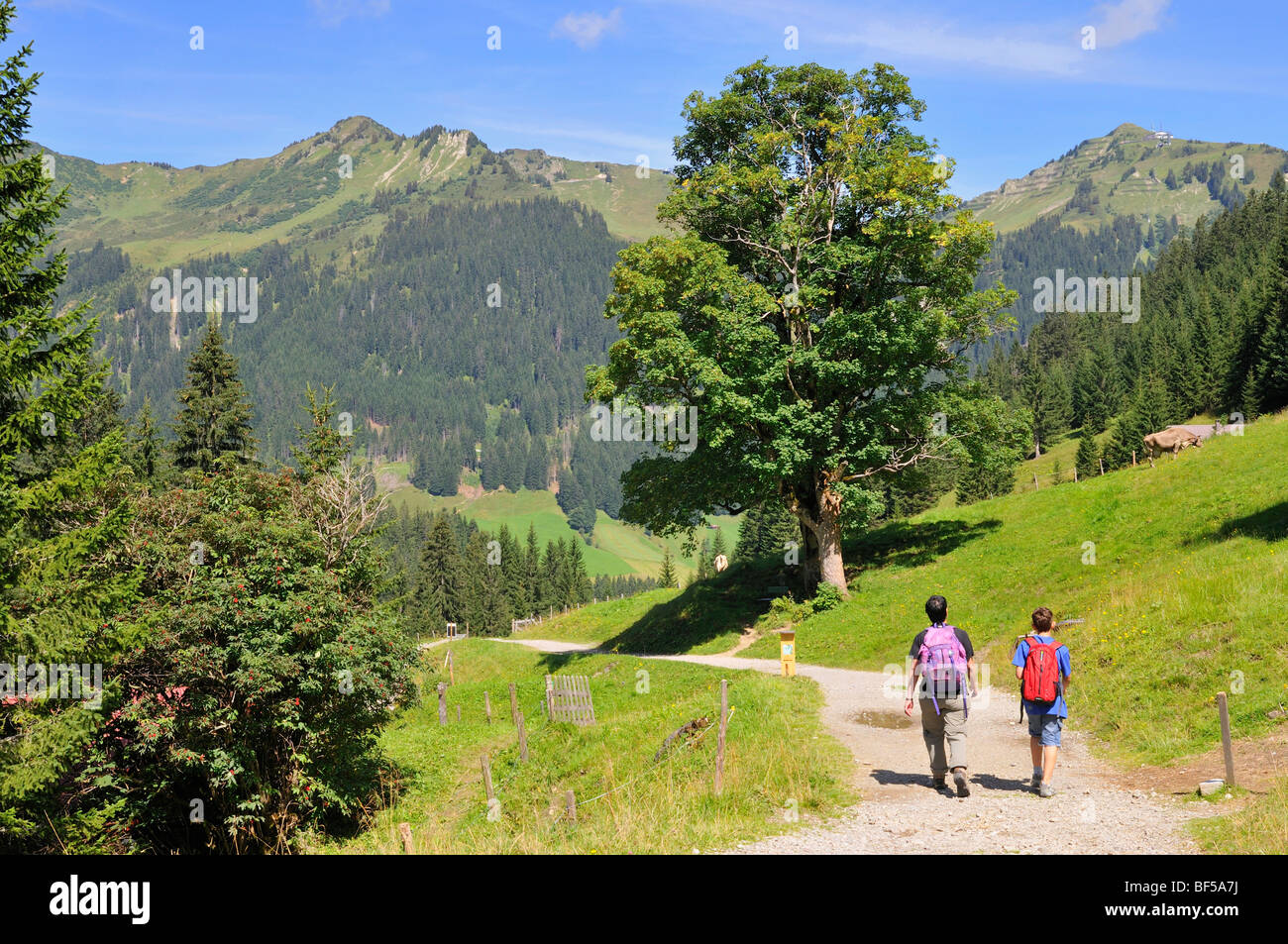 Hiking on the Panorama Trail in Baergunttal Valley, Kleinwalsertal, Little Walser Valley, Vorarlberg, Allgaeu Alps, Austria, Eu Stock Photo