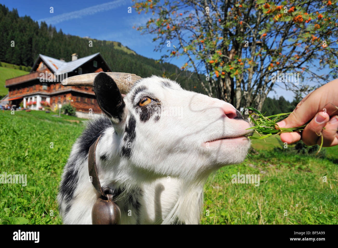 Goat in Baad, Kleinwalsertal, Little Walser Valley, Vorarlberg, Allgaeu Alps, Austria, Europe Stock Photo