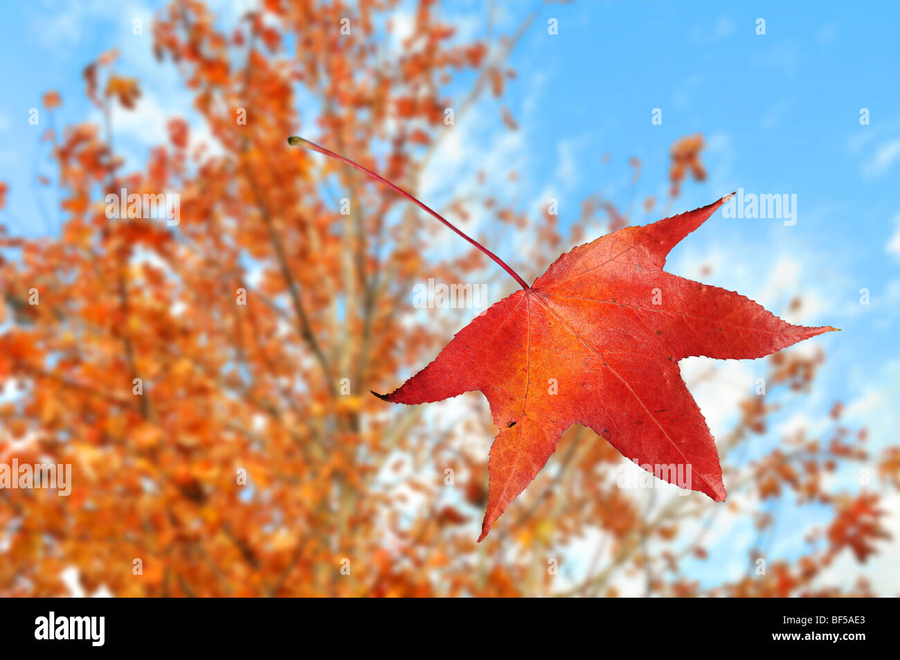 Leaf falling from tree during fall season Stock Photo