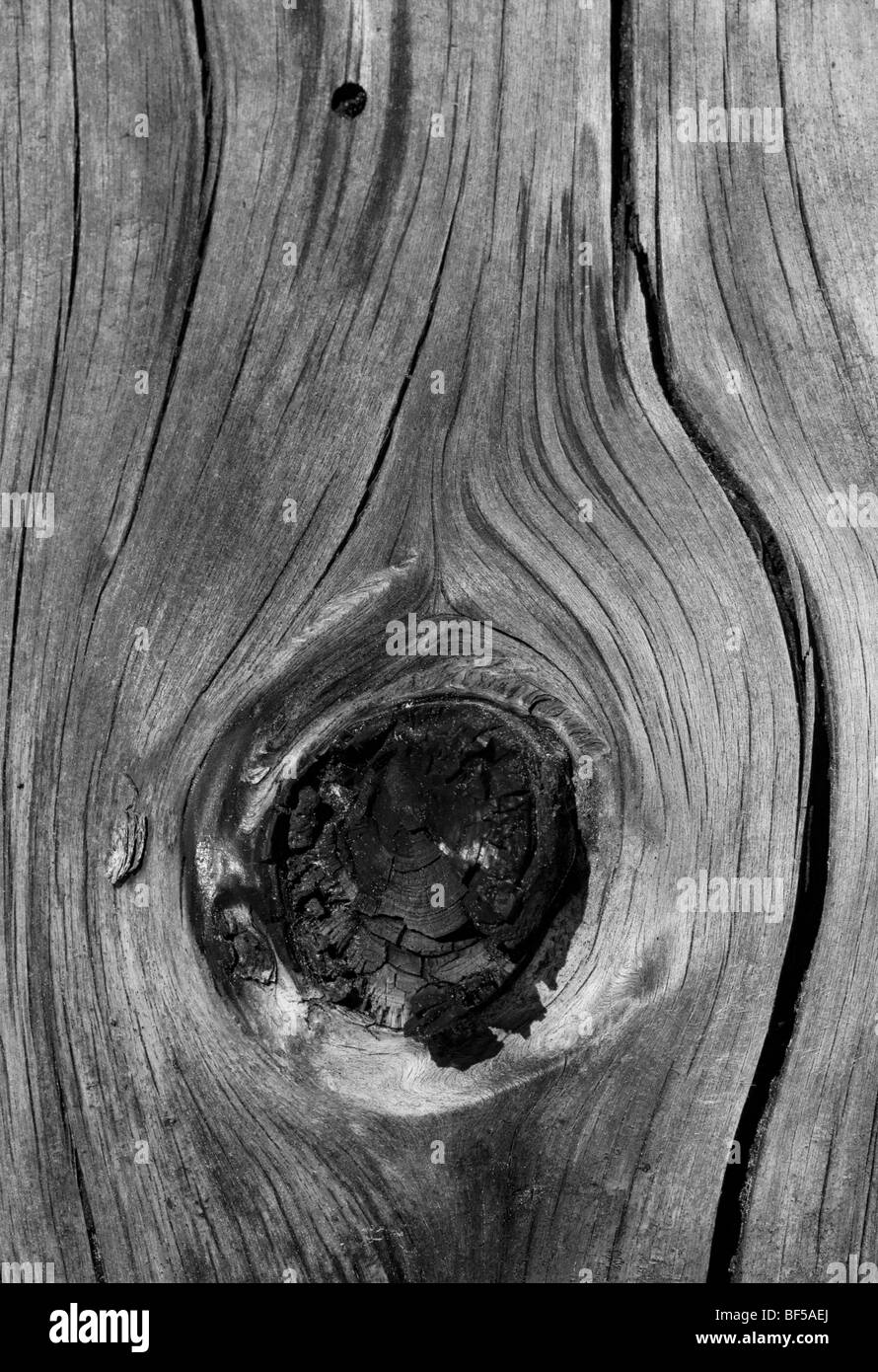 Graphic image of a fire-damaged pine tree knot on a dead bleached trunk showing charred branch stub Stock Photo