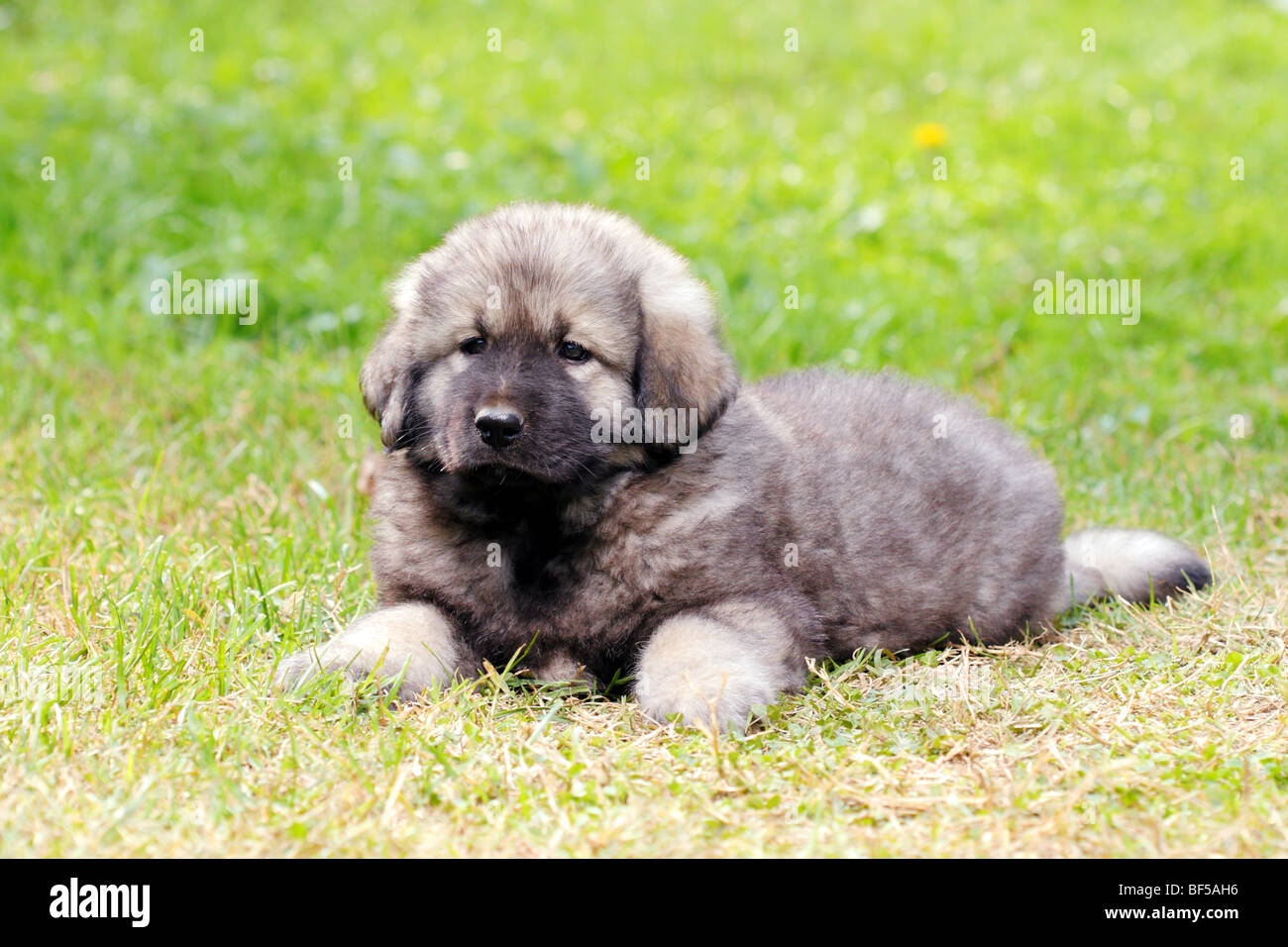 Sarplaninec Shara Mountain Dog, Macedonian shepherd dog, couple of months old Stock Photo Alamy
