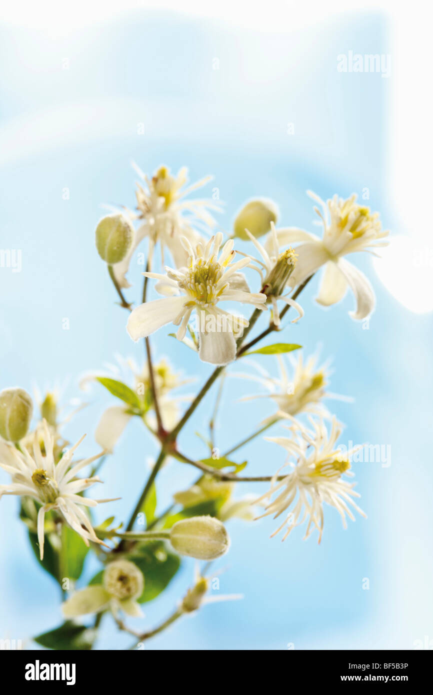 Old man's beard (Clematis), Bach flower, homeopathy Stock Photo