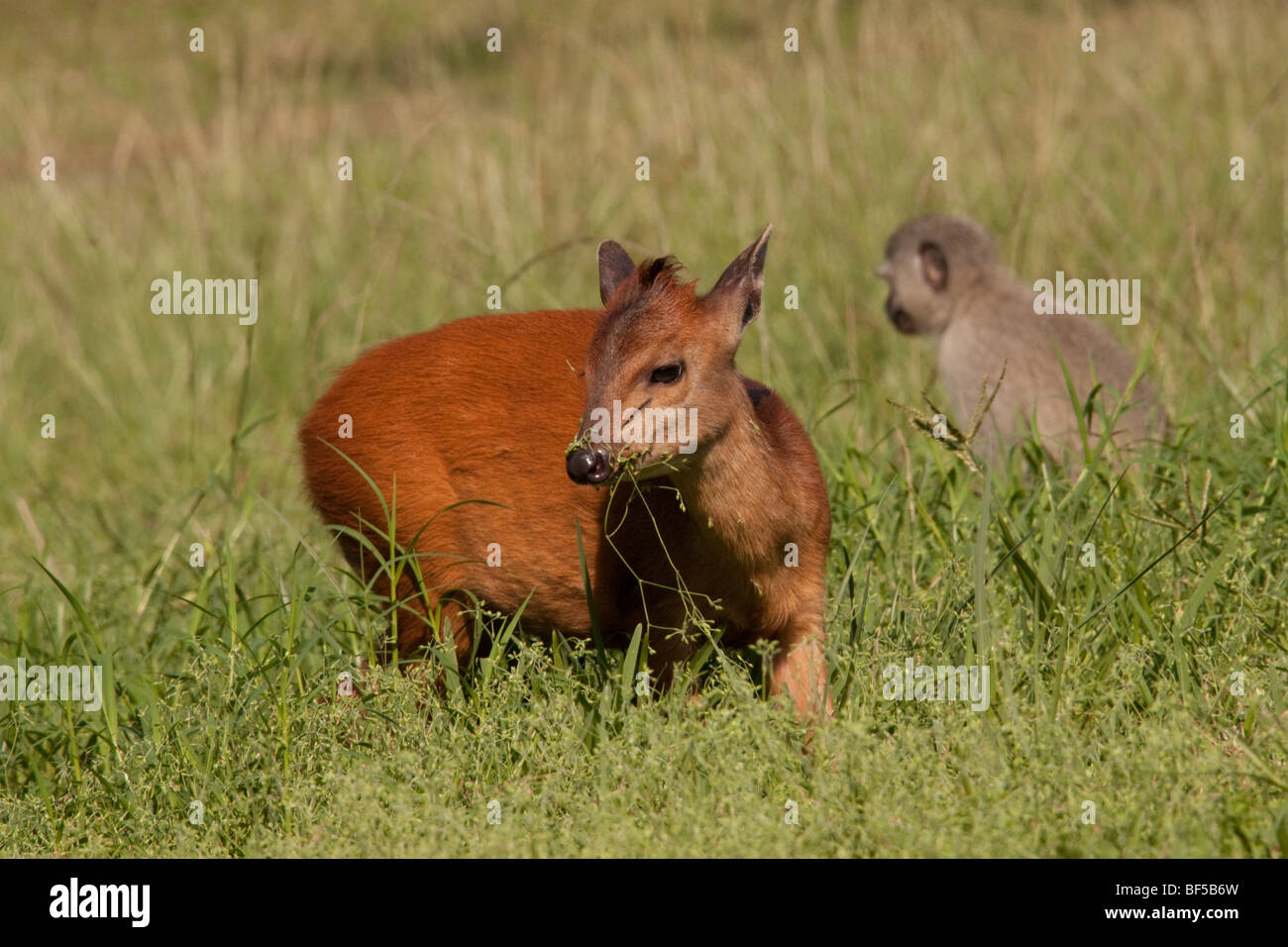 Red Forest Duiker (Cephalophus Natalensis) with a Vervet Monkey (Chlorocebus Pygerythrus). Stock Photo