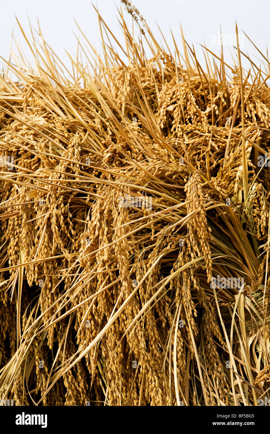 Bundles of harvested rice, Jilin Province, China Stock Photo - Alamy