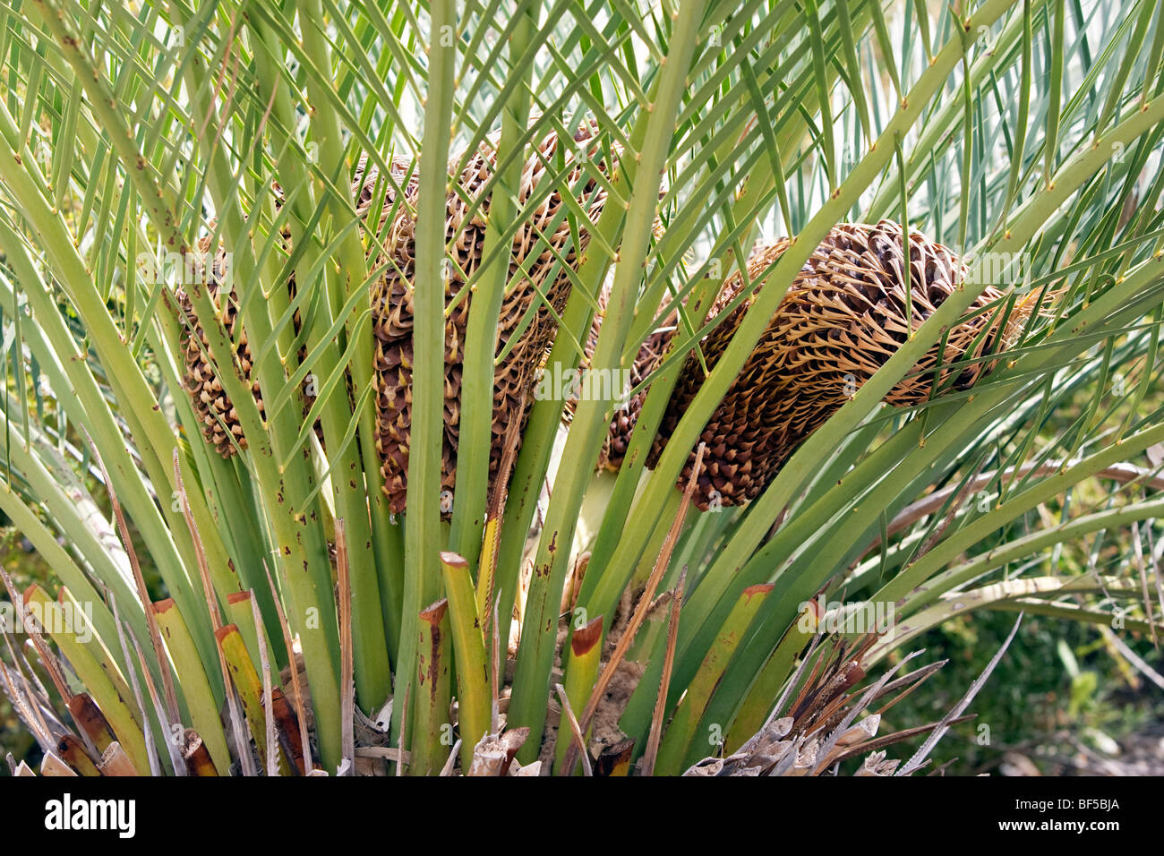 Macrozamia riedlei plant. Perth, Western Australia Stock Photo