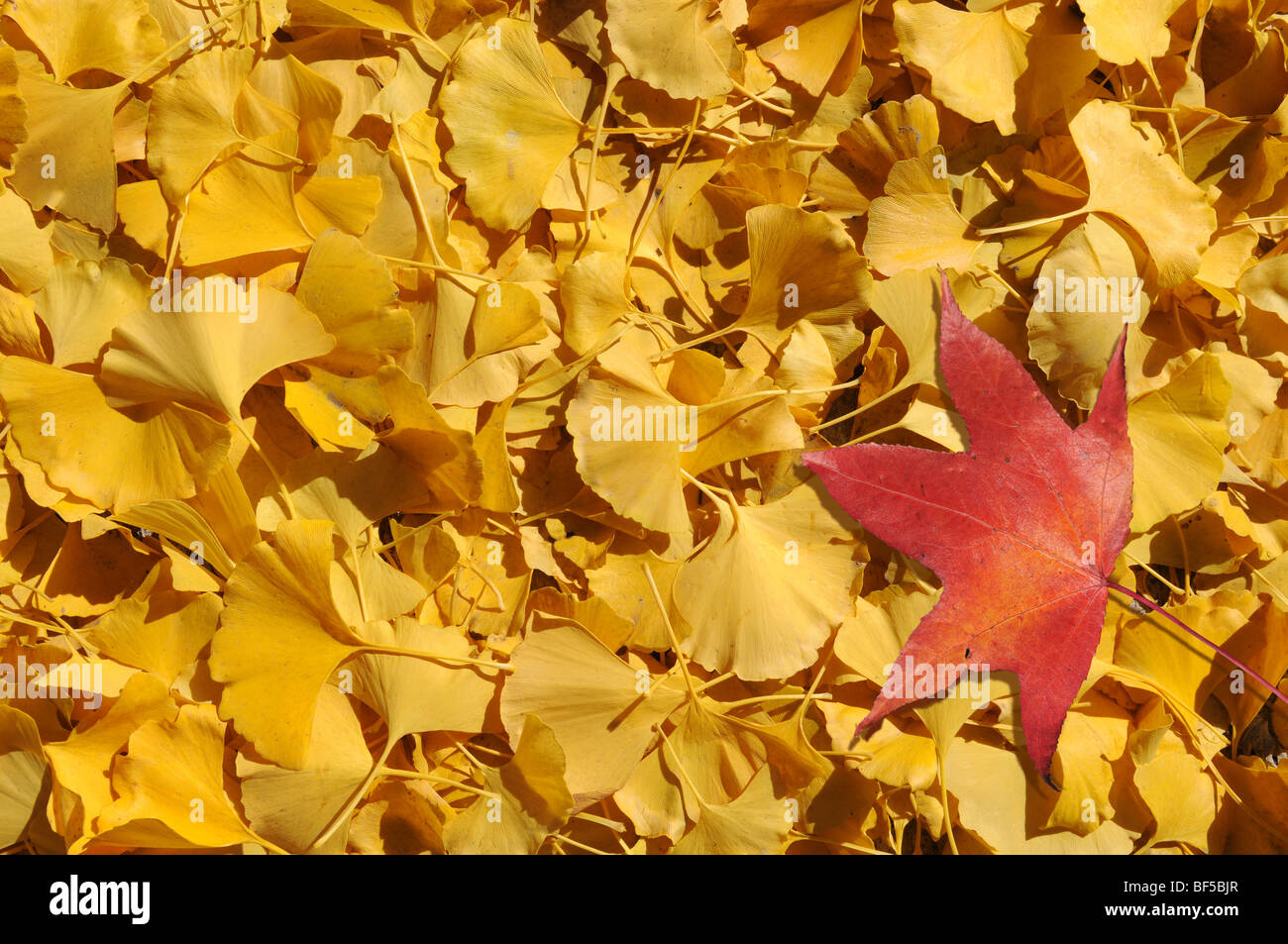 Red leaf on bed of yellow ginkgo leaves in the fall Stock Photo