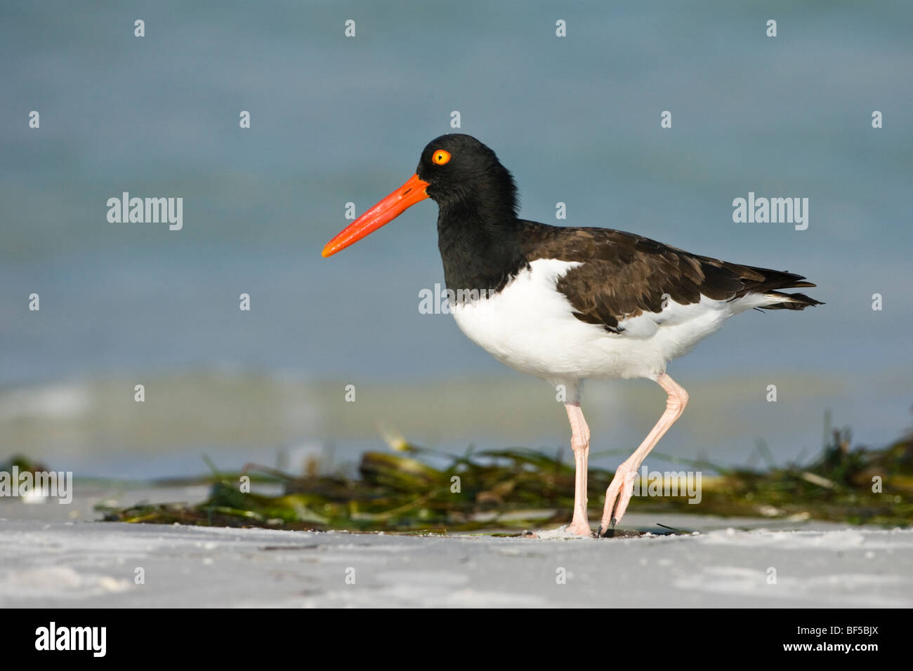 American oyster catcher on a beach in western Florida Stock Photo