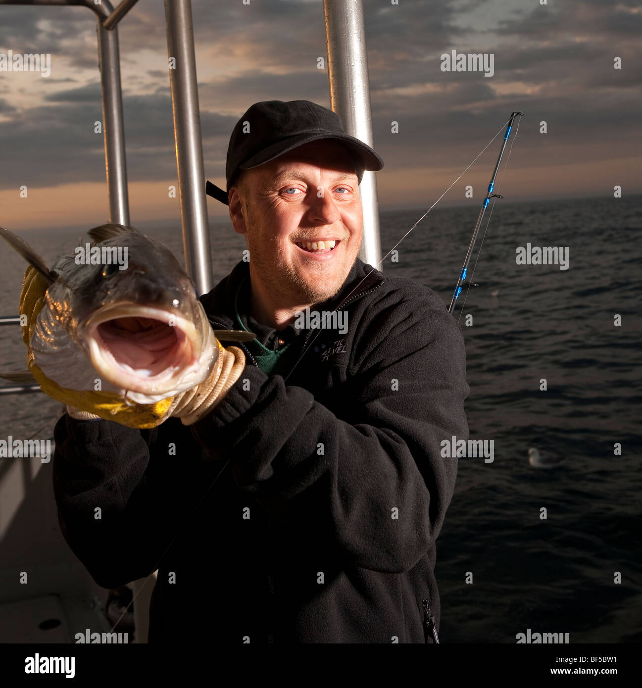 Freshly caught cod, North Atlantic, Raufarhofn, Iceland Stock Photo