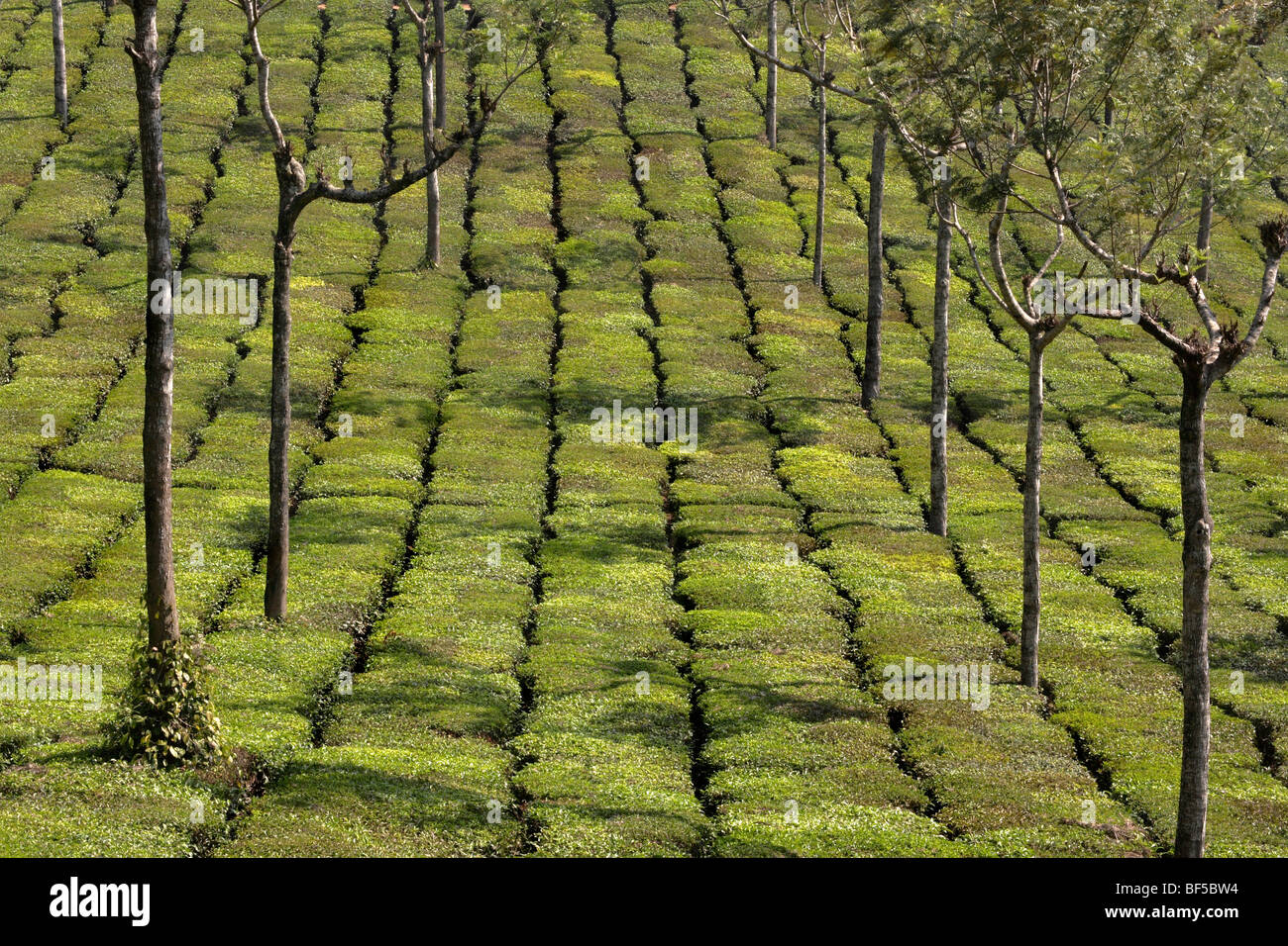 Tea plantation, Munar, Kerala, India, South Asia Stock Photo