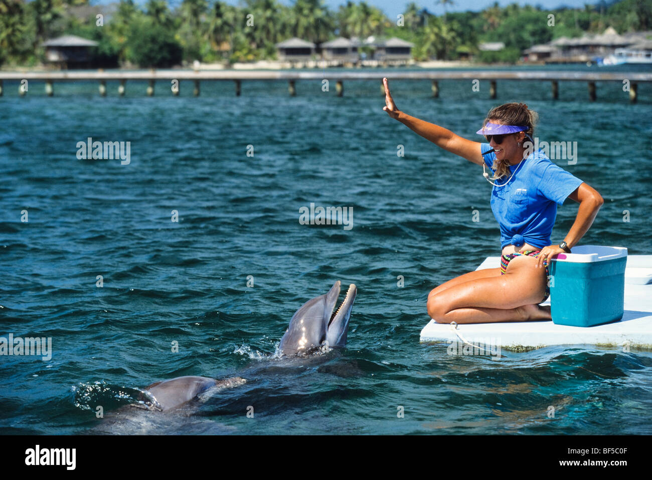 Dolphin trainer and Bottlenosed Dolphins (Tursiops truncatus), Honduras, Caribbean Stock Photo